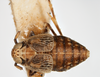 Habitus, dorsal view: !! display not done !! on Pissonotus frontalis (Crawford, 1914): (Observation).
