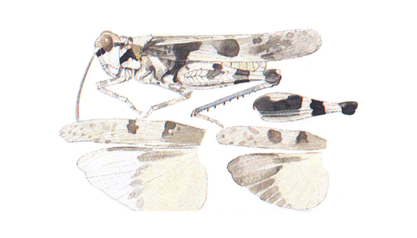 habitus and wings. Depicts Trimerotropis koebelei (Bruner, 1889), an Otu.