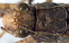 CollectionObject 1532279; dabf441d-7d96-4bf9-aa8c-20a448a305fc: female head and pronotum, dorsal view (syntype). (CollectionObject).