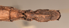 CollectionObject 1559796; abe40788-e460-45e7-aba4-f619597e03e7: copyright OUMNH. female: end of abdomen, ventral view of Phasma (Lonchodes) luteoviride (holotype). (CollectionObject).