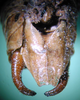 CollectionObject 1583462; b6af8ea9-2df1-4170-b12f-151e843fdb91: male abdomen tip, ventral view. (CollectionObject).