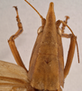 CollectionObject 1534497; ffe84872-2013-43e5-b576-d28687cd394a: male head and pronotum, dorsal view (syntype). (CollectionObject).