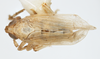 Habitus, dorsal view on Delphacodes scolochloa Cronin & Wilson, 2007: (Observation).