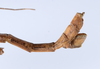 CollectionObject 1557059; c8974540-fb7c-4eb0-8b6a-845b988b2c3e: copyright ZMUH, Hamburg. male: end of abdomen, lateral view of Anisacantha difformis (syntype). (CollectionObject).;CollectionObject 1557060; f11b3972-192c-4031-b398-c47b261b475b: copyright ZMUH, Hamburg. male: end of abdomen, lateral view of Anisacantha difformis (syntype). (CollectionObject).;CollectionObject 1557061; e64ab6b8-4d03-4e84-a132-f4adcee7350b: copyright ZMUH, Hamburg. male: end of abdomen, lateral view of Anisacantha difformis (syntype). (CollectionObject).