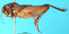 CollectionObject 1500725; dfd3de52-4d60-4a1e-b7b6-0b81ad64e66c: male habitus, lateral view (holotype). (CollectionObject).