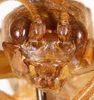 CollectionObject 1477623; ffbb23c7-dee5-4ea0-ba2b-6d9fe06574be, ANSP1116: male, frontal head (holotype). (CollectionObject).