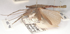 CollectionObject 1561351; 5bb91549-42e0-493b-ad8a-35ec29170b34: copyright UMO. male, lateral view (holotype). (CollectionObject).