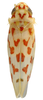 Habitus, dorsal view: Habitus (MSU collection). (Observation).