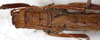 CollectionObject 1567634; b28d56ed-11fb-48fc-b9fa-cdf97da796d9: female, dorsal view. (CollectionObject).