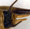 CollectionObject 1500462; c817e3de-6085-4987-aad8-2c2b4ce14d29: male abdomen tip (holotype). (CollectionObject).