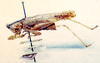 CollectionObject 1532829; NMW 19.911, f10b052b-8147-4e9a-a427-a8b3fa4f103c: male, lateral view. (CollectionObject).