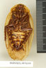 Blaberus scutatus Saussure & Zehntner, 1893: Copyright Natural History Museum, London. Syntype (adult male) in BM(NH). Ventral view. (Otu).