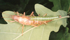 Timema chumash Hebard, 1920: copyright Paul Brock. mating pair, on oak. (Otu).