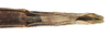 CollectionObject 1557920; NMW 399, dfa1cd39-21cc-4686-b77b-45cdce2c79b8: copyright NHMW, Vienna. female Gratidia bituberculata: end of abdomen, ventral view (syntype). (CollectionObject).