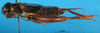 CollectionObject 1567477; 127f8291-efb9-4931-9e40-039aa375ca27: male, lateral view (paratype). (CollectionObject).