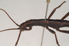 CollectionObject 1557071; NHMUK(SF IMPORT DUPLICATE) 845248, 2fc4d996-1629-428d-9b69-6debb66cadc3: copyright Natural History Museum, London. male: head and thorax, lateral view of Anisomorpha paromalus (lectotype). (CollectionObject).