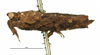 CollectionObject 1567155; f4ff6ecd-37b0-4a55-aedd-023812ad3c99: female, lateral view (holotype). (CollectionObject).