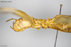 CollectionObject 1588244; MNCN(SF IMPORT DUPLICATE) 110705, bc1708c3-463b-4c5b-a1bc-b53609e7eab1: copyright MNCN, Madrid. female: head & thorax, lateral view (holotype). (CollectionObject).