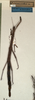 CollectionObject 1559260; NMW 505', 56c7daa5-e0cf-44d0-bf6b-47827e411e74: copyright NMW, Vienna. female of synonym Carausius immundus (syntype). (CollectionObject).