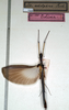 CollectionObject 1560947; NMW 155, 9755451c-0149-4e90-bc05-faf318fdcad6: copyright NMW, Vienna. male (holotype). (CollectionObject).