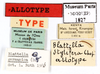 Blattella lobiventris (Saussure, 1895): CC BY-NC-ND 4.0/MNHN - Depraetere Marion - 2014. Type, female, of stylifera Chopard, 1938. Specimen number: MNHN-EP-EP1827. http://coldb.mnhn.fr/catalognumber/mnhn/ep/ep1827. (Otu).