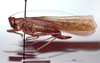 CollectionObject 1522100; 28a599d8-463f-4761-827f-6813b80e2278: female, lateral view (holotype). (CollectionObject).