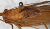 CollectionObject 1533000; 8fb49329-b42f-4d93-8596-c29929197dae: male, dorsal view. (CollectionObject).