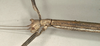 CollectionObject 1560794; NMW 811, 04508981-34f4-40aa-8745-a2dc241b85e4: copyright NMW, Vienna. female: head, lateral view of synonym Bacteria integra (holotype). (CollectionObject).