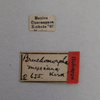 Other: !! display not done !! on Bruchomorpha mexicana Kirkaldy, 1913: (Observation).
