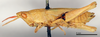 CollectionObject 1565604; da803db7-4b3f-4e3c-a597-0a5bcc0be9e4: female, lateral view (lectotype of Pyrgomorpha brachyptera). (CollectionObject).