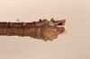 CollectionObject 1561575; 54e91f42-77a6-44e7-9373-57c31594d9a9: copyright UMO. male juv., end of abdomem, ventral view of Acanthoderus otys (holotype). (CollectionObject).