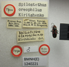 CollectionObject 1593644; 50d06faf-b5ba-4afd-b2a7-e42a7d240583: Spilostethus oreophilus. Holotype. (BMNH) - (CC BY-NC 4.0) Photo by Stuart Cole, reproduced with permission from the Natural History Museum, London, UK. (CollectionObject).