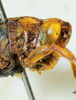 CollectionObject 1498699; 030eafed-5045-4cf5-b2b3-b3cec72c93da: male head and pronotum, lateral view. (CollectionObject).