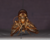 CollectionObject 1528063; d5819317-9336-4990-ae60-96bd54fd36fe: male, frontal view (holotype). (CollectionObject).