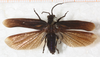 CollectionObject 1552407; aca37f4b-f7a0-4be8-887c-25604920ce1a: male, dorsal view (as Sc. vigorsii). (CollectionObject).
