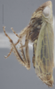 Habitus, lateral view on Altaiotettix forficula Vilbaste, 1965: Lateral - Female. (Observation).