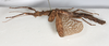 CollectionObject 1562368; NMW 239, d1bbf7c6-0c05-446f-8d0e-e5eab577847c: copyright NMW, Vienna. female, lateral view (holotype). (CollectionObject).