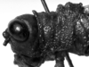 CollectionObject 1532746; 7f66f7d1-97a4-443c-8133-b9948ae89dee: Image Carbonell, C.S. male head and pronotum, lateral view (holotype). (CollectionObject).