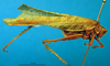 CollectionObject 1502443; 702f04b7-a9b4-4271-a826-5bb77b240474: female, lateral view. (CollectionObject).