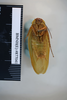 CollectionObject 1552798; NHMUK(SF IMPORT DUPLICATE) BMNH(E) 877041, 2e0edc09-cf50-40e2-bfe0-165e48546dc2: Copyright NHM, London. Holotype male of synonym Epilampra isochroma, ventral view. (CollectionObject).