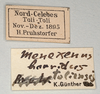 CollectionObject 1559793; 0a7ec422-ba73-46a5-8861-7ab5fda3ae92: copyright MIZ, Warsaw. male, data labels (holotype). (CollectionObject).