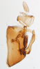 Pygofer, lateral view on Delphacodes nigrinota Beamer, 1951: (Observation).