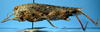CollectionObject 1513123; c676812c-3c47-497b-80e5-3d3ebb674d32: female, lateral view (allotype of Chilacris maculipennis). (CollectionObject).