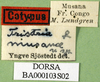 CollectionObject 1568782; 045985ac-21fc-41a7-9428-77bcb22b8c6d: labels (paralectotype of Tristria musanae). (CollectionObject).