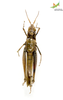 CollectionObject 1861848; Unioeste Cascavel K-0058, cd5d9e1c-7fde-42f5-8e5a-4f034519e762: Female. Ventral view. (CollectionObject).