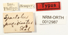 CollectionObject 1529914; NHRS NRM-ORTH 12987, 874a5db5-c31e-404d-963d-94d9b170acf5: labels (holotype). (CollectionObject).
