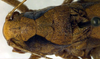 CollectionObject 1500371; 237b4136-0f41-45ee-86bd-ddf7d24bfce2: male, head and pronotum, dorsal view (syntype). (CollectionObject).