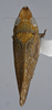 Habitus, dorsal view: !! display not done !! on Scaphytopius n. sp. EC4: Scaphytopius Ball, 1931: (Observation).