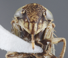 Head: !! display not done !! on Exitianus frontalis (Distant, 1917): (Observation).
