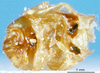 CollectionObject 1575535; 4c91dff4-63d0-433c-9df6-3b320287f1b7, DORSA D006AM01: phallic complex (syntype). (CollectionObject).
